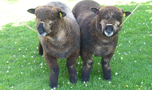 Instone Court Farm Vending - sheep